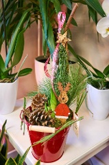 Weihnachtspflanze: Amaryllis